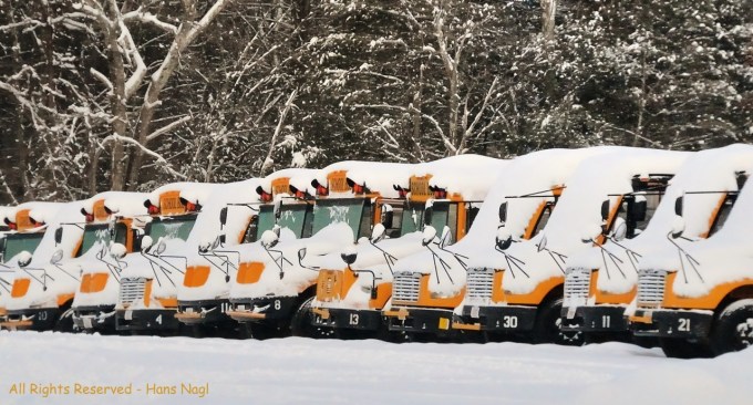 Looks like these buses are looking forward to spring