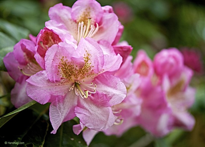 Many flowers can be found at the Heritage Museum in Sandwich, Cape Cod - HansNagl.com 