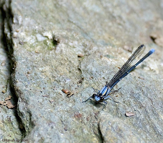 On a hike close to an area called Windcave. A great area of a variety of wildlife to be discovered, observed and photographed. 