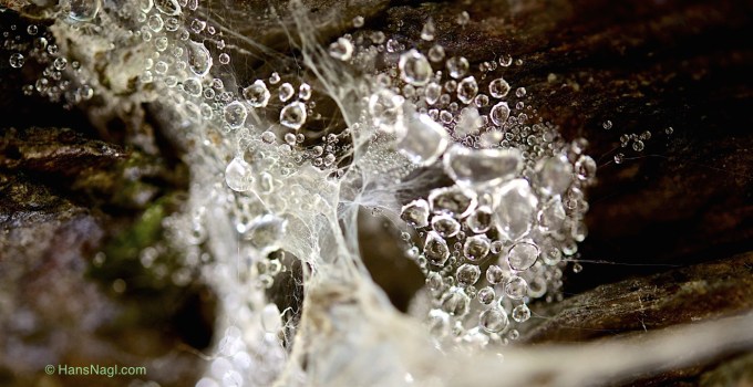 Beautiful, deadly deception.  Don't follow the glitter.