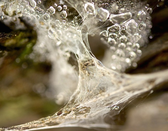 Beautiful, deadly deception.  Don't follow the glitter.