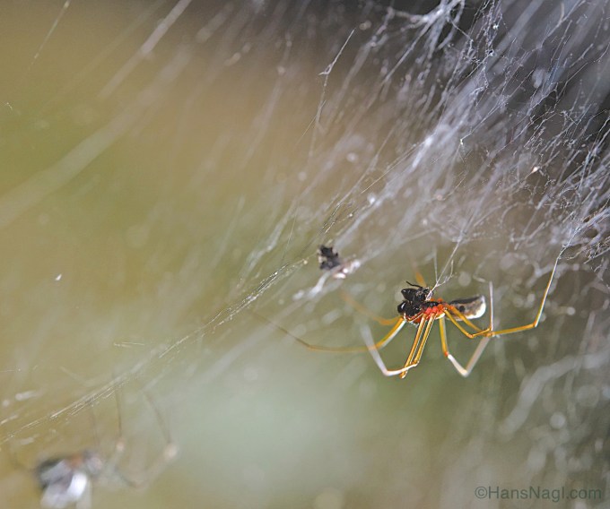 Observing Orb Weaver Spiders in Pennsylvania.  Captured!  One fly less in Pennsylvania
