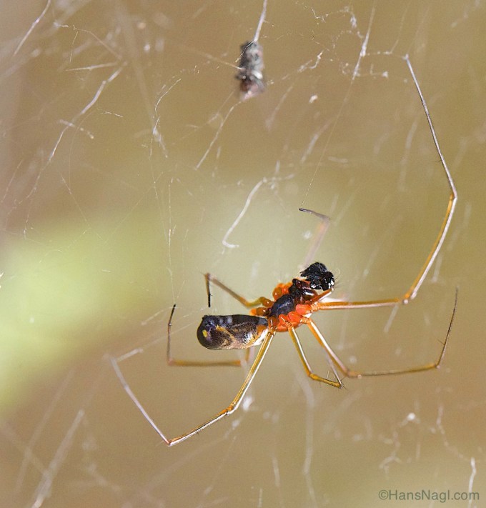 Observing Orb Weaver Spiders in Pennsylvania. 