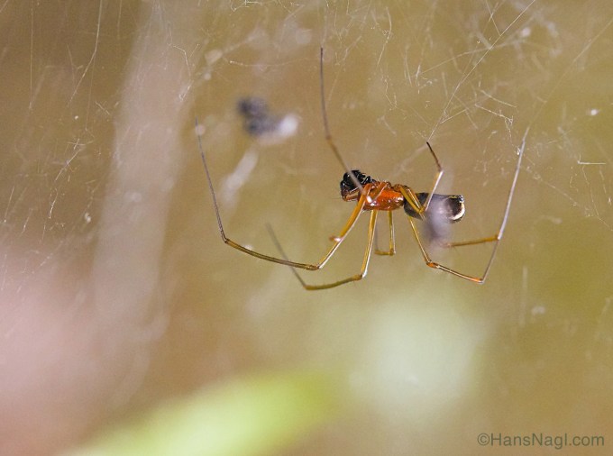 Observing Orb Weaver Spiders in Pennsylvania. 