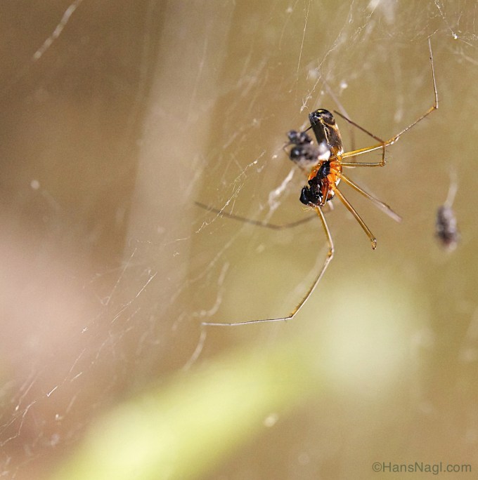 Observing Orb Weaver Spiders in Pennsylvania. 