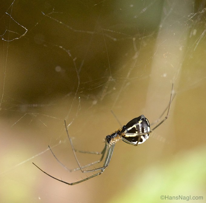 Observing Orb Weaver Spiders in Pennsylvania. 