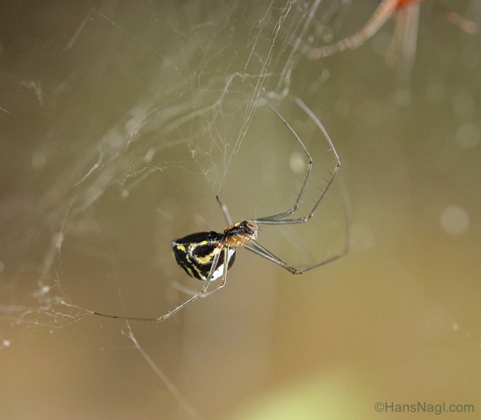 Observing Orb Weaver Spiders in Pennsylvania. 
