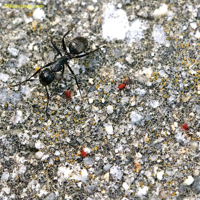Comparing the size of an ant to the tiny clover mites