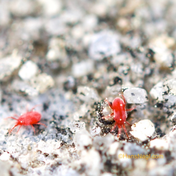 Clover Mites in action. 