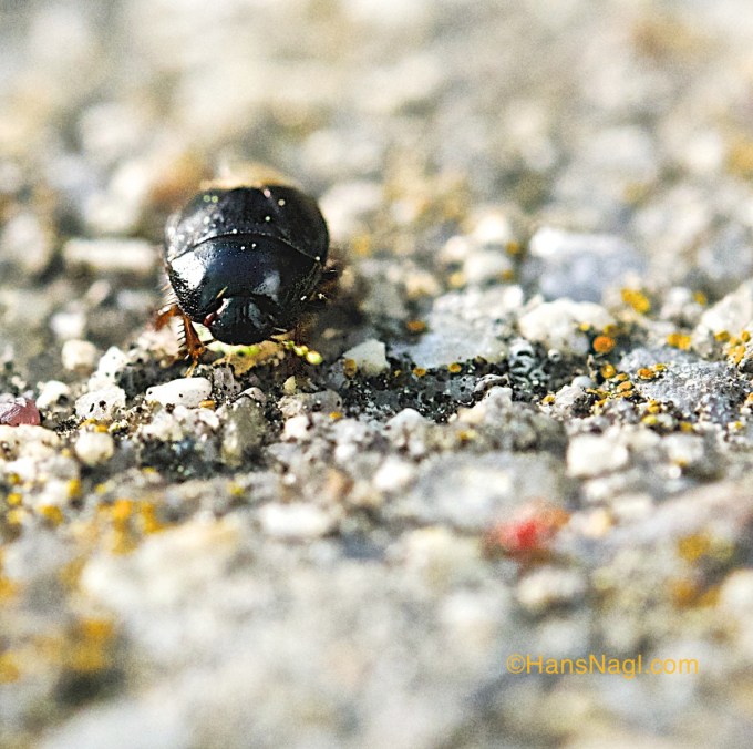 This beetle is looking concerned about the outcome of my photo. Looking really good!