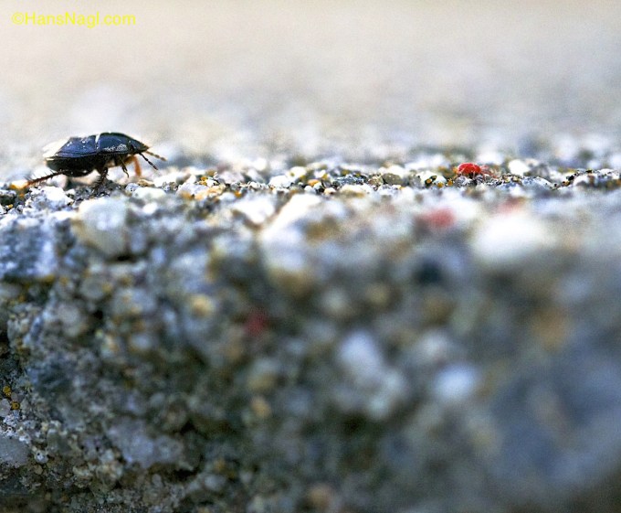 Beetle found a new friend to follow...it seems. Following a clover mite.