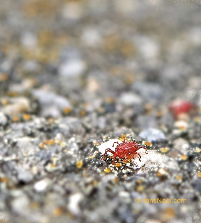 Clover Mites in action. 