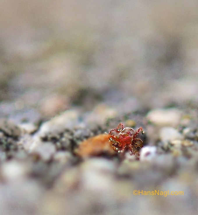Clover Mites in action. 