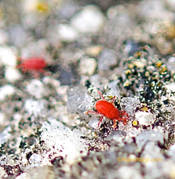 Clover Mites in action. 