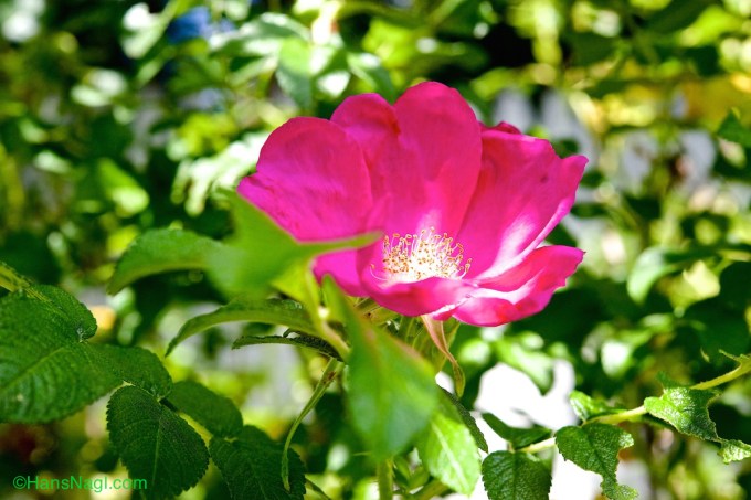 Garden Rose impacted by Gipsy Moths, visible on right bottom