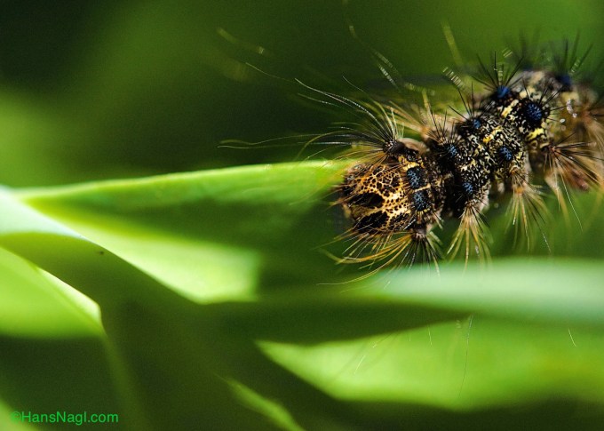 Gipsy Moth is one of the most destructive forest pests in the United States destroying large amounts of forests.  