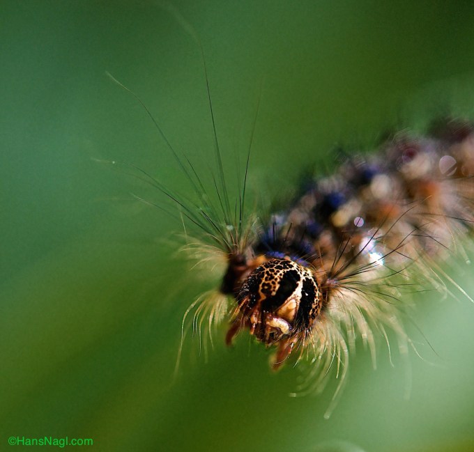 Gipsy Moth is one of the most destructive forest pests in the United States destroying large amounts of forests.  