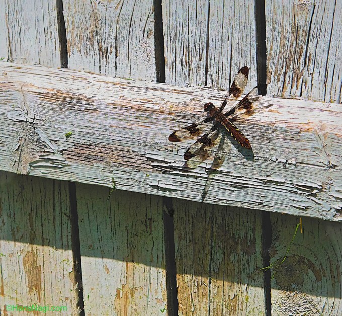 Dragon Fly on our fence