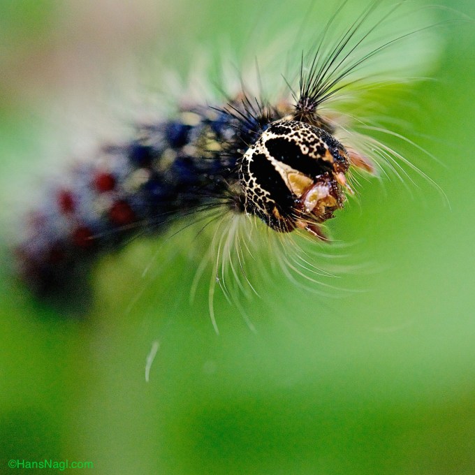 Gipsy Moth is one of the most destructive forest pests in the United States destroying large amounts of forests.  