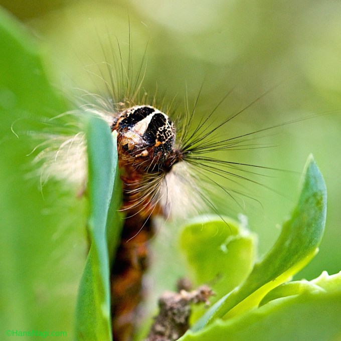 Gipsy Moth is one of the most destructive forest pests in the United States destroying large amounts of forests.  