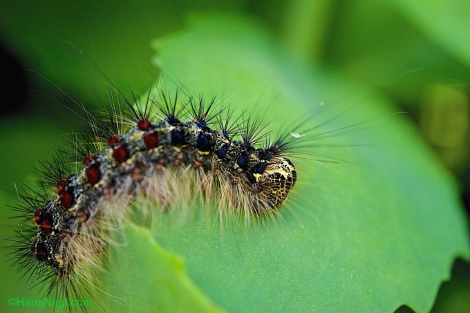 Gipsy Moth is one of the most destructive forest pests in the United States destroying large amounts of forests.  