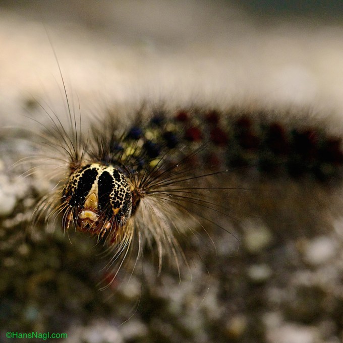 Gipsy Moth is one of the most destructive forest pests in the United States destroying large amounts of forests.  
