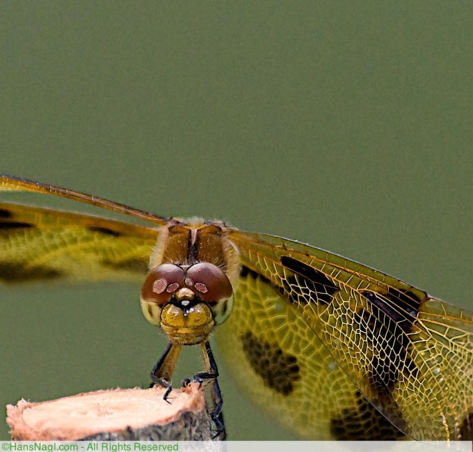 This Calico Pennant Dragonfly is trying hypnotize anything in reach .