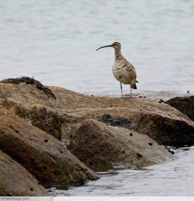 Long-billed Curlew - Onset Massachusetts - ©HansNagl.com 
