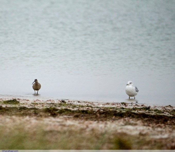 This was a fortunate photo of this Long-billed Curlew preparing for landing - Onset Massachusetts - ©HansNagl.com 