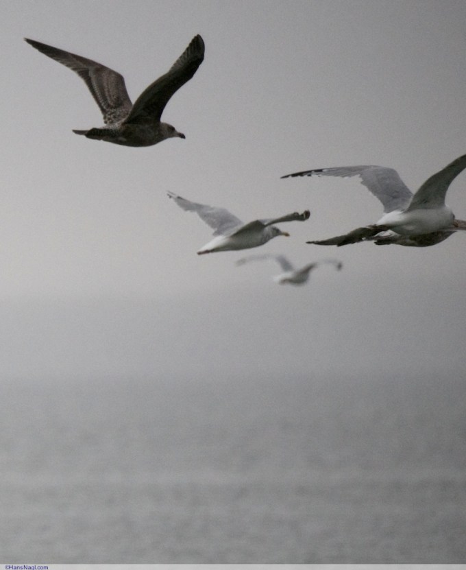 Staying together, flying high - Onset Massachusetts - ©HansNagl.com 