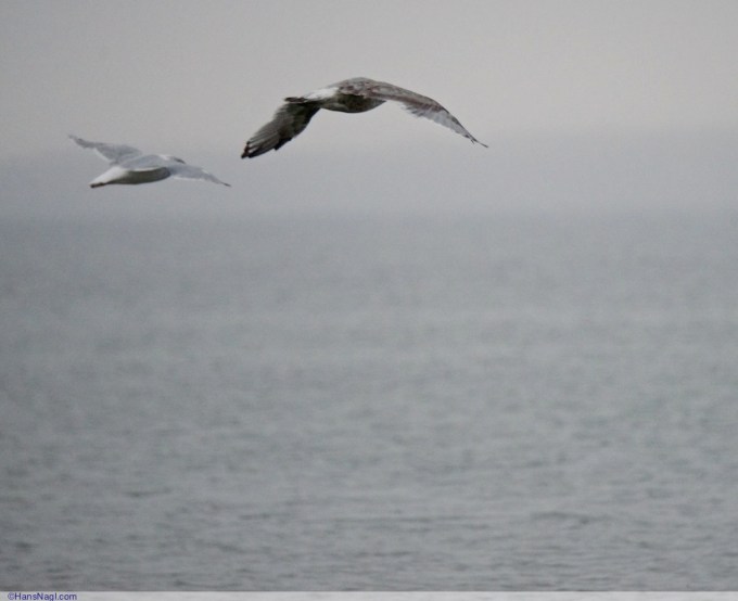 Silently flying together, listening to the wind and the sea - Onset Massachusetts - ©HansNagl.com 