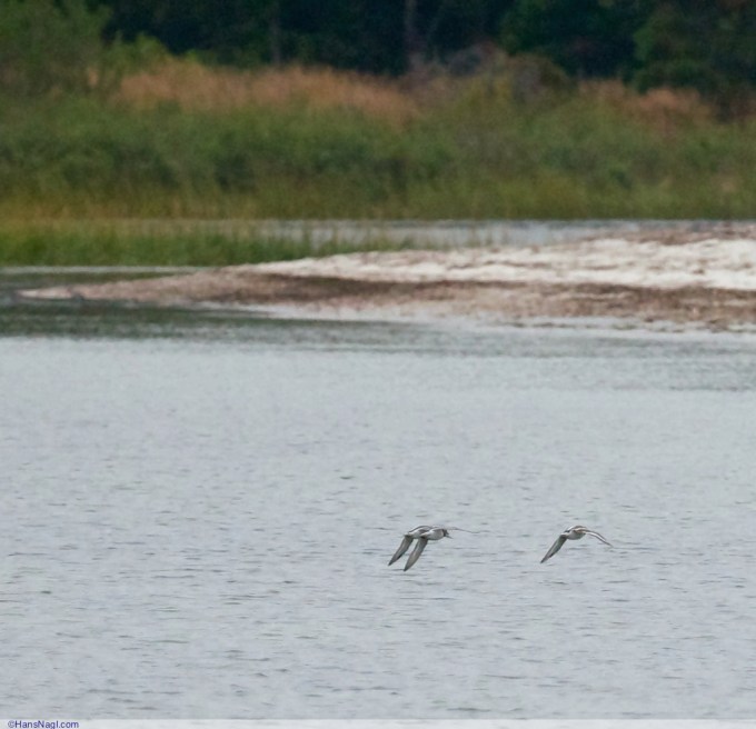Watching all kinds of birds enjoy this fall days - Onset Massachusetts - ©HansNagl.com