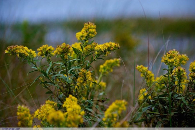 Beach Flowers - Onset Massachusetts - ©HansNagl.com