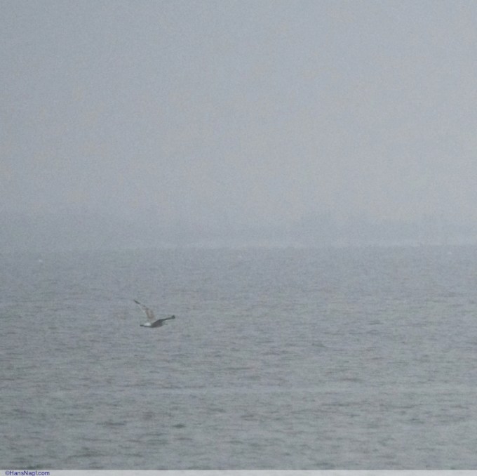 Wondering if this could be Jonathan Livingston Seagull - Onset Massachusetts - ©HansNagl.com 