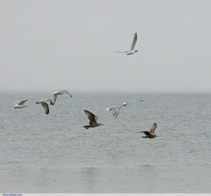 Dreaming while watching these seagulls playing in the sky. It - Onset Massachusetts - ©HansNagl.com 