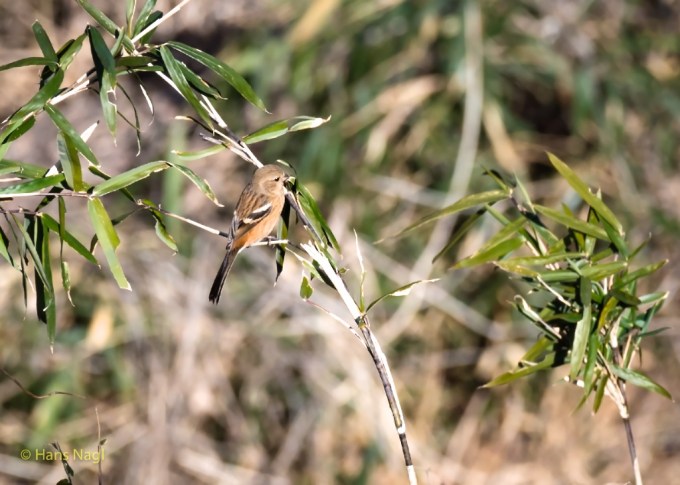 #小川町埼玉, #Ogawamachi, #Saitama, #Japan, #日本, #nikon, #アート, #自然, #ハイキング, #山, #春, #naturephotography, #landscapes, #landscape, #food, #spring, #forest, #nikon_photography, #mountain, #colorful, #sun, #peace, #green