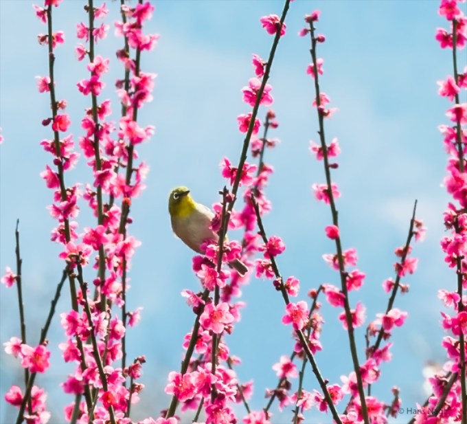 #小川町埼玉, #Ogawamachi, #Saitama, #Japan, #日本, #nikon, #アート, #自然, #ハイキング, #山, #春, #naturephotography, #landscapes, #landscape, #food, #spring, #forest, #nikon_photography, #mountain, #colorful, #sun, #peace, #green