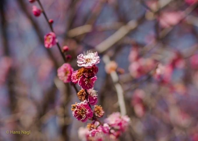 #小川町埼玉, #Ogawamachi, #Saitama, #Japan, #日本, #nikon, #アート, #自然, #ハイキング, #山, #春, #naturephotography, #landscapes, #landscape, #food, #spring, #forest, #nikon_photography, #mountain, #colorful, #sun, #peace, #green