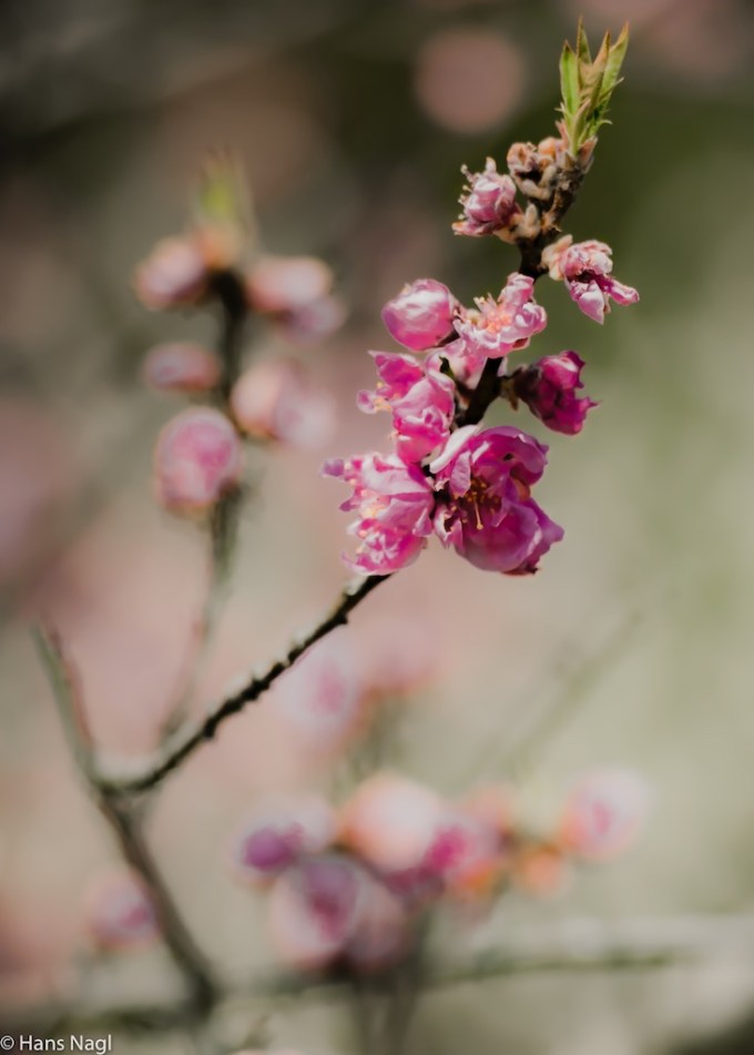 #小川町埼玉, #Ogawamachi, #Saitama, #Japan, #日本, #nikon, #アート, #自然, #ハイキング, #山, #春, #naturephotography, #landscapes, #landscape, #food, #spring, #forest, #nikon_photography, #mountain, #colorful, #sun, #peace, #green