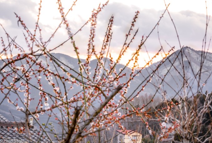#小川町埼玉, #Ogawamachi, #Saitama, #Japan, #日本, #nikon, #アート, #自然, #ハイキング, #山, #春, #naturephotography, #landscapes, #landscape, #food, #spring, #forest, #nikon_photography, #mountain, #colorful, #sun, #peace, #green