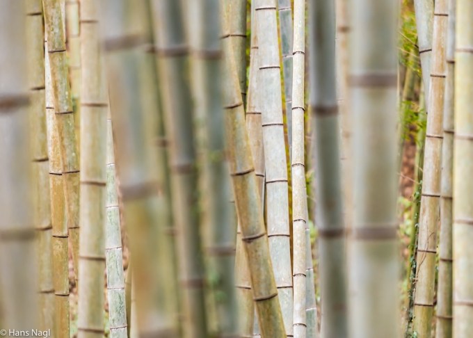 #小川町埼玉, #Ogawamachi, #Saitama, #Japan, #日本, #nikon, #アート, #自然, #ハイキング, #山, #春, #naturephotography, #landscapes, #landscape, #food, #spring, #forest, #nikon_photography, #mountain, #colorful, #sun, #peace, #green