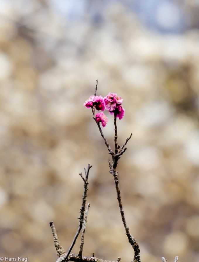 #小川町埼玉, #Ogawamachi, #Saitama, #Japan, #日本, #nikon, #アート, #自然, #ハイキング, #山, #春, #naturephotography, #landscapes, #landscape, #food, #spring, #forest, #nikon_photography, #mountain, #colorful, #sun, #peace, #green