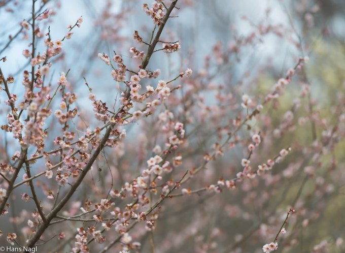 #小川町埼玉, #Ogawamachi, #Saitama, #Japan, #日本, #nikon, #アート, #自然, #ハイキング, #山, #春, #naturephotography, #landscapes, #landscape, #food, #spring, #forest, #nikon_photography, #mountain, #colorful, #sun, #peace, #green