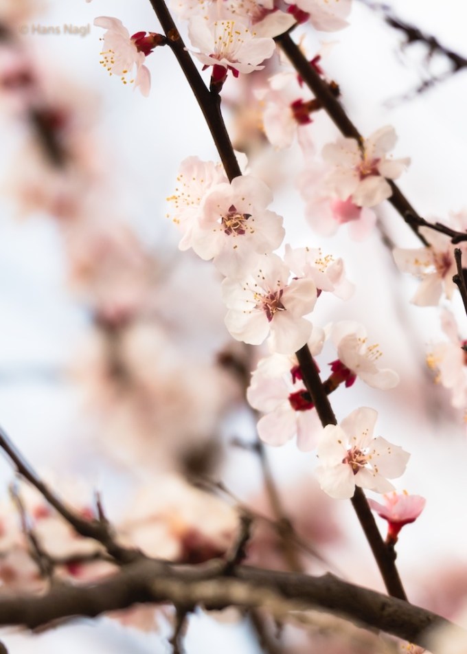 #小川町埼玉, #Ogawamachi, #Saitama, #Japan, #日本, #nikon, #アート, #自然, #ハイキング, #山, #春, #naturephotography, #landscapes, #landscape, #food, #spring, #forest, #nikon_photography, #mountain, #colorful, #sun, #peace, #green