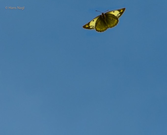 #小川町埼玉, #Ogawamachi, #Saitama, #Japan, #日本, #nikon, #アート, #自然, #ハイキング, #山, #春, #naturephotography, #landscapes, #landscape, #food, #spring, #forest, #nikon_photography, #mountain, #colorful, #sun, #peace, #green