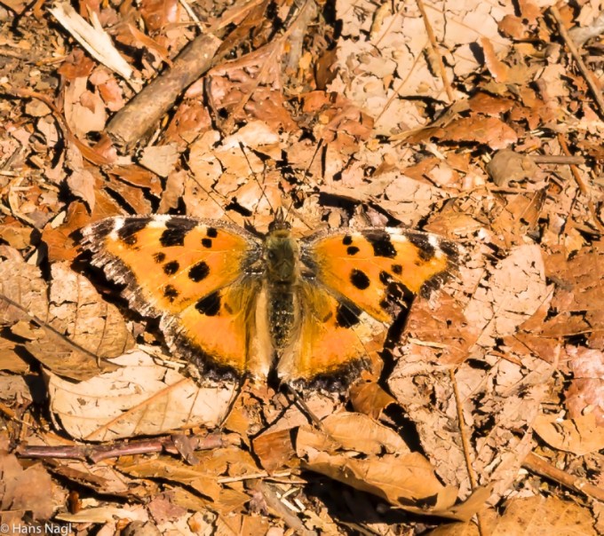 #小川町埼玉, #Ogawamachi, #Saitama, #Japan, #日本, #nikon, #アート, #自然, #ハイキング, #山, #春, #naturephotography, #landscapes, #landscape, #food, #spring, #forest, #nikon_photography, #mountain, #colorful, #sun, #peace, #green