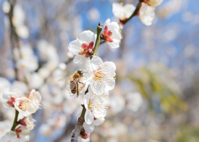 #小川町埼玉, #Ogawamachi, #Saitama, #Japan, #日本, #nikon, #アート, #自然, #ハイキング, #山, #春, #naturephotography, #landscapes, #landscape, #food, #spring, #forest, #nikon_photography, #mountain, #colorful, #sun, #peace, #green