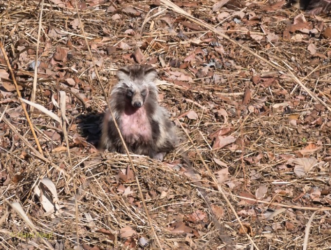 #小川町埼玉, #Ogawamachi, #Saitama, #Japan, #日本, #nikon, #アート, #自然, #ハイキング, #山, #春, #naturephotography, #landscapes, #landscape, #food, #spring, #forest, #nikon_photography, #mountain, #colorful, #sun, #peace, #green