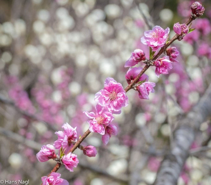 #小川町埼玉, #Ogawamachi, #Saitama, #Japan, #日本, #nikon, #アート, #自然, #ハイキング, #山, #春, #naturephotography, #landscapes, #landscape, #food, #spring, #forest, #nikon_photography, #mountain, #colorful, #sun, #peace, #green