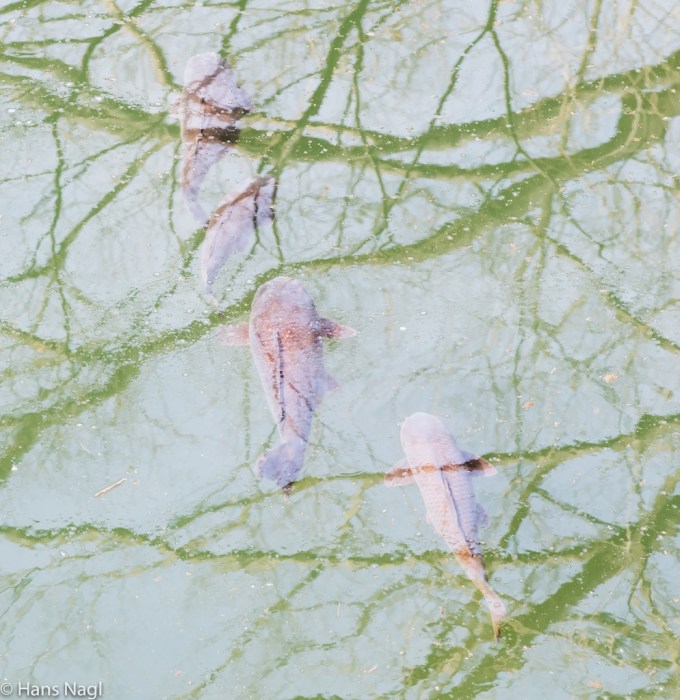 #小川町埼玉, #Ogawamachi, #Saitama, #Japan, #日本, #nikon, #アート, #自然, #ハイキング, #山, #春, #naturephotography, #landscapes, #landscape, #food, #spring, #forest, #nikon_photography, #mountain, #colorful, #sun, #peace, #green